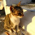 Mykonos Katzen (106)